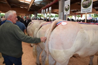 Le 36è concours de bovins de boucherie de Saint-Christophe-en-Brionnais aura lieu le 7 septembre