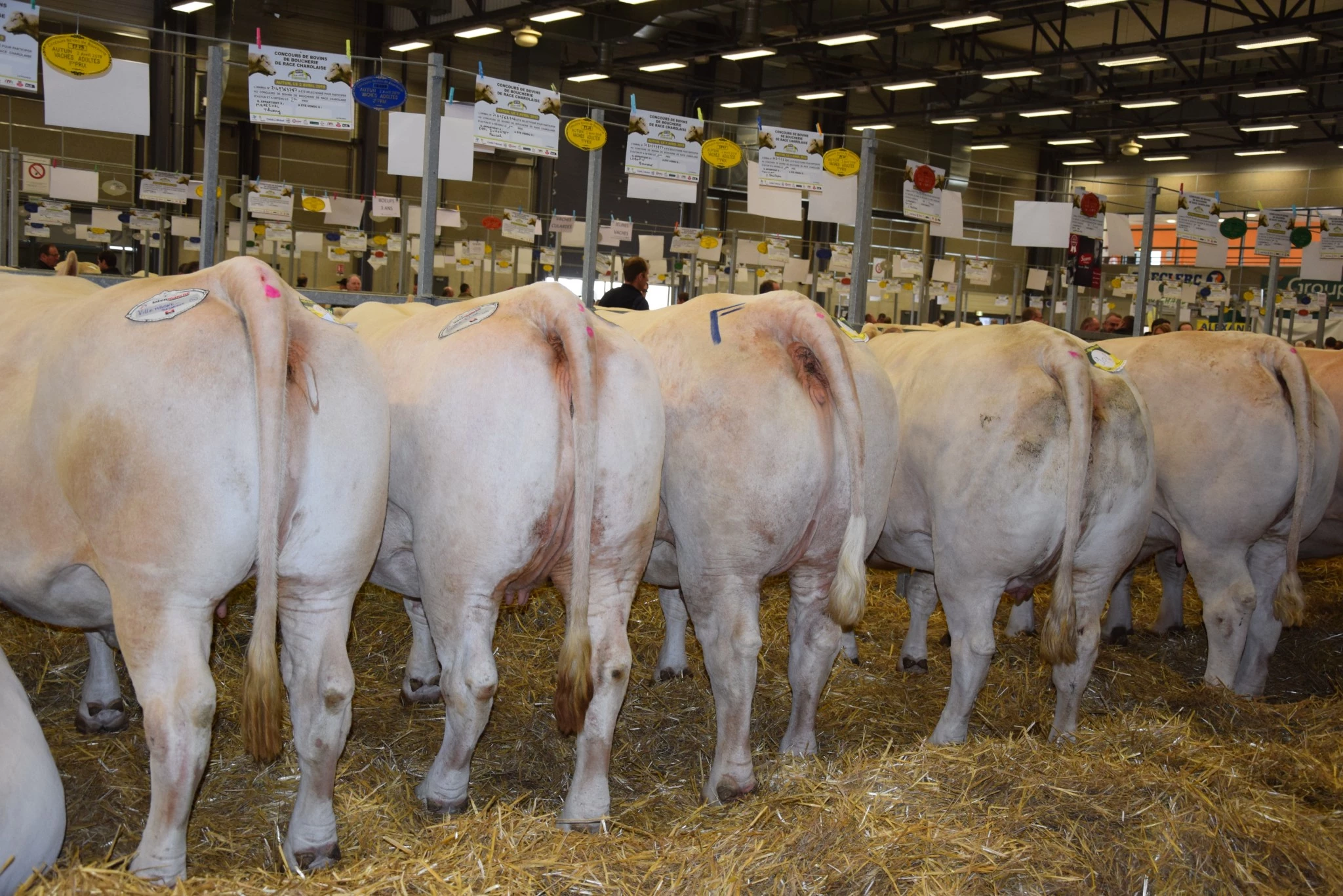 Commercialisation difficile pour les bêtes de concours
