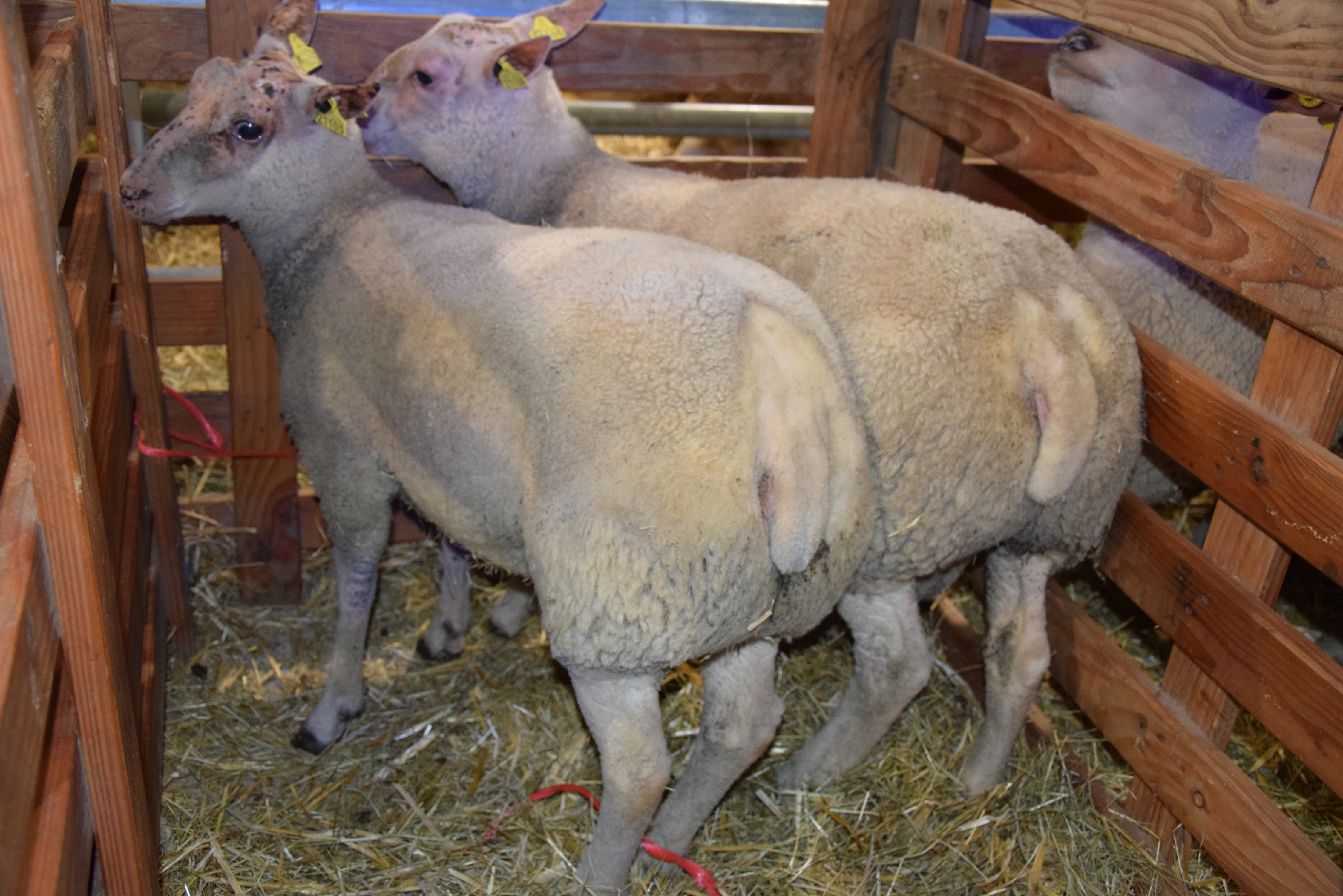Le Festival du Bœuf, c’était aussi de l’agneau ! 