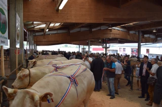 207 bovins de boucherie pour les 40 ans du concours de Saint-Christophe-en-Brionnais  !