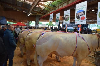 Plein de nouveautés pour la 42e édition du concours de bovins de boucherie de Saint-Christophe-en-Brionnais !