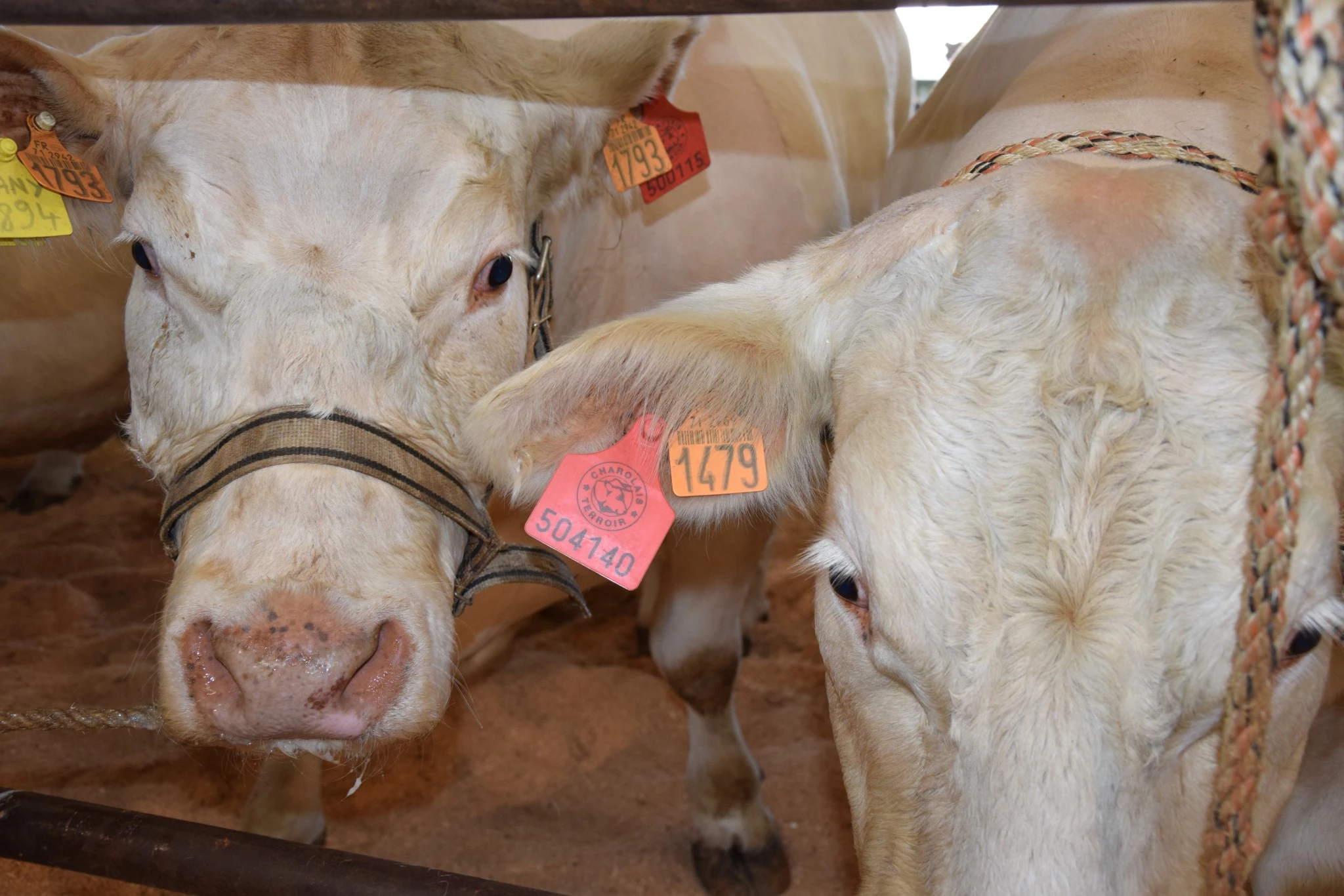 Une « éclaircie » dans le label rouge