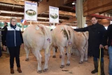 Au concours de bovins de boucherie de Saint-Christophe-en-Brionnais, le Gaec de l'Arconce a remporté les deux grands prix mâles charolais.