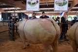 Au concours de bovins de boucherie de Saint-Christophe-en-Brionnais, le Gaec de la Jonchère a remporté le super grand prix.