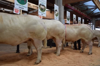 Plus de 200 bovins de boucherie attendus