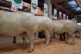 Plus de 200 bovins de boucherie attendus