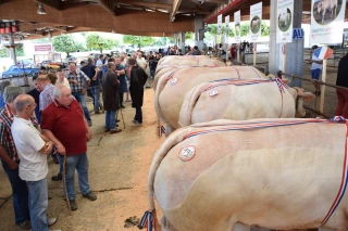 Rendez-vous le samedi 28 septembre au concours de bovins de boucherie de Saint-Christophe-en-Brionnais  !