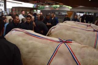 Le concours de bovins de boucherie de Saint-Christophe aura lieu le 1er septembre