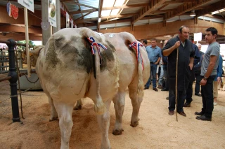 Les inscriptions pour le concours de bovins de boucherie de Saint-Christophe-en-Brionnais du 2 septembre, c'est avant le 12 août !