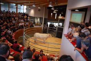 329 bovins de boucherie en concours à Saint-Christophe ce samedi