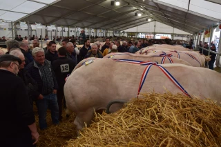 48e concours de bovins de boucherie d'Autun