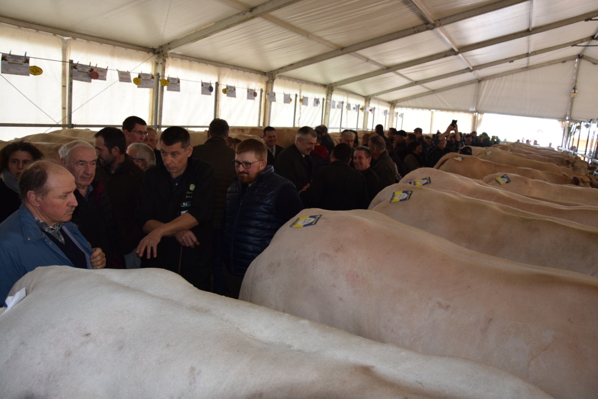 Le prochain concours de bovins de boucherie d’Autun aura lieu le 12 mars