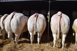 71e foire concours de bétail gras de Pâques
