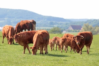La sécheresse accélère la décapitalisation des troupeaux