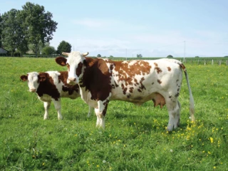 Ceva Santé Animale et la Fondation du patrimoine lancent la 6e édition du Prix national de l'agrobiodiversité animale