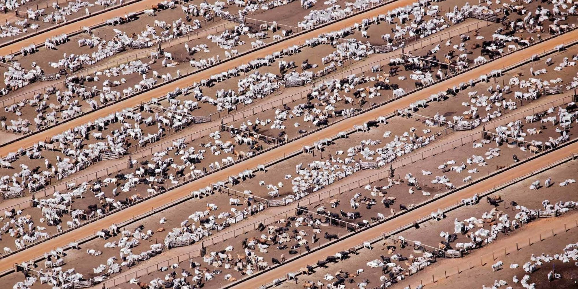Les Etats-Unis viennent de fermer leurs frontières à la viande bovine fraîche du Brésil...