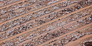 Les Etats-Unis viennent de fermer leurs frontières à la viande bovine fraîche du Brésil...