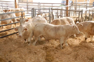 Analyse des marchés animaux et des tendances commerciales de la semaine