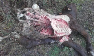 A Bray, un éleveur découvre un carnage dans un de ses prés