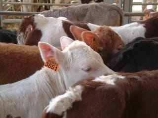 Aide à la vache allaitante, Aide à la vache laitière ou encore Aide aux veaux sous la mère et aux veaux issus de l’agriculture biologique, c'est avant le 15 mai !
