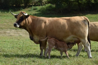 L’Upra Aubrac devient OS Race Aubrac 