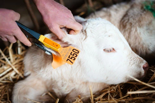 Prophylaxie BVD dès cet hiver !