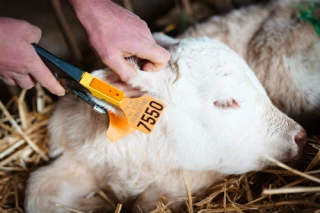 Prophylaxie BVD dès cet hiver !