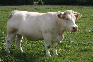 Charolais Terroir  : activité en hausse malgré tout