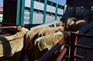 En élevage, la filière s’adapte au Covid-19…