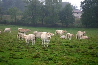 Lundi, 7 h 23 : le bonheur est-il toujours dans le pré ? L'humeur du lundi...