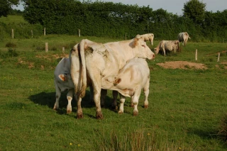 Feder s'apprête à lancer sa "marque" d’éleveurs, celle d’un bœuf en plein air et à l’herbe pour consommer autrement
