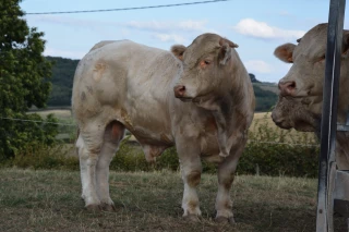 Le Herd Book Charolais lance son appli smartphone « au service de la filière »
