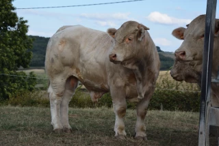 Le Herd Book Charolais lance son appli smartphone « au service de la filière »