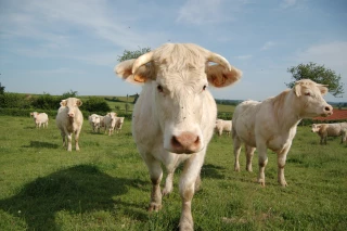 Analyse des marchés animaux, des tendances de la semaine et des différents marchés animaux