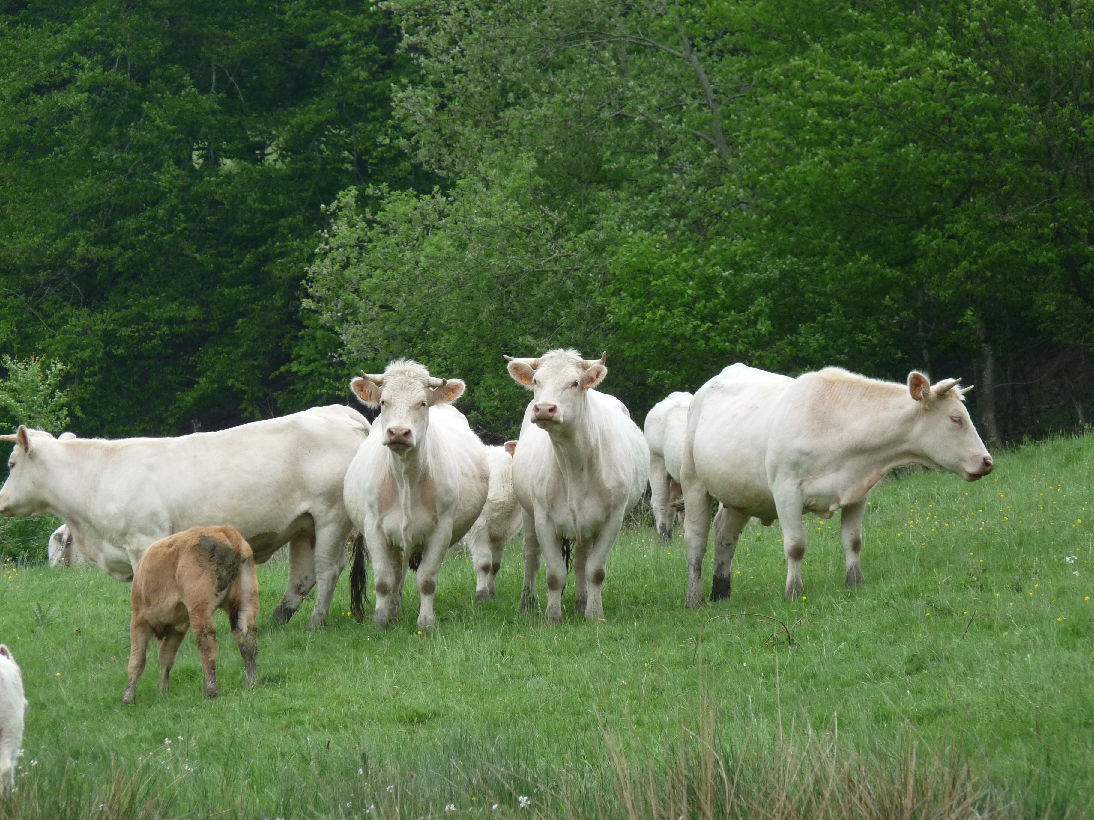 Eleveurs et négociants attendent une vraie transparence des prix de la viande bovine