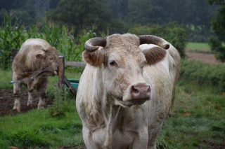 L’ouverture en mode éleveur !