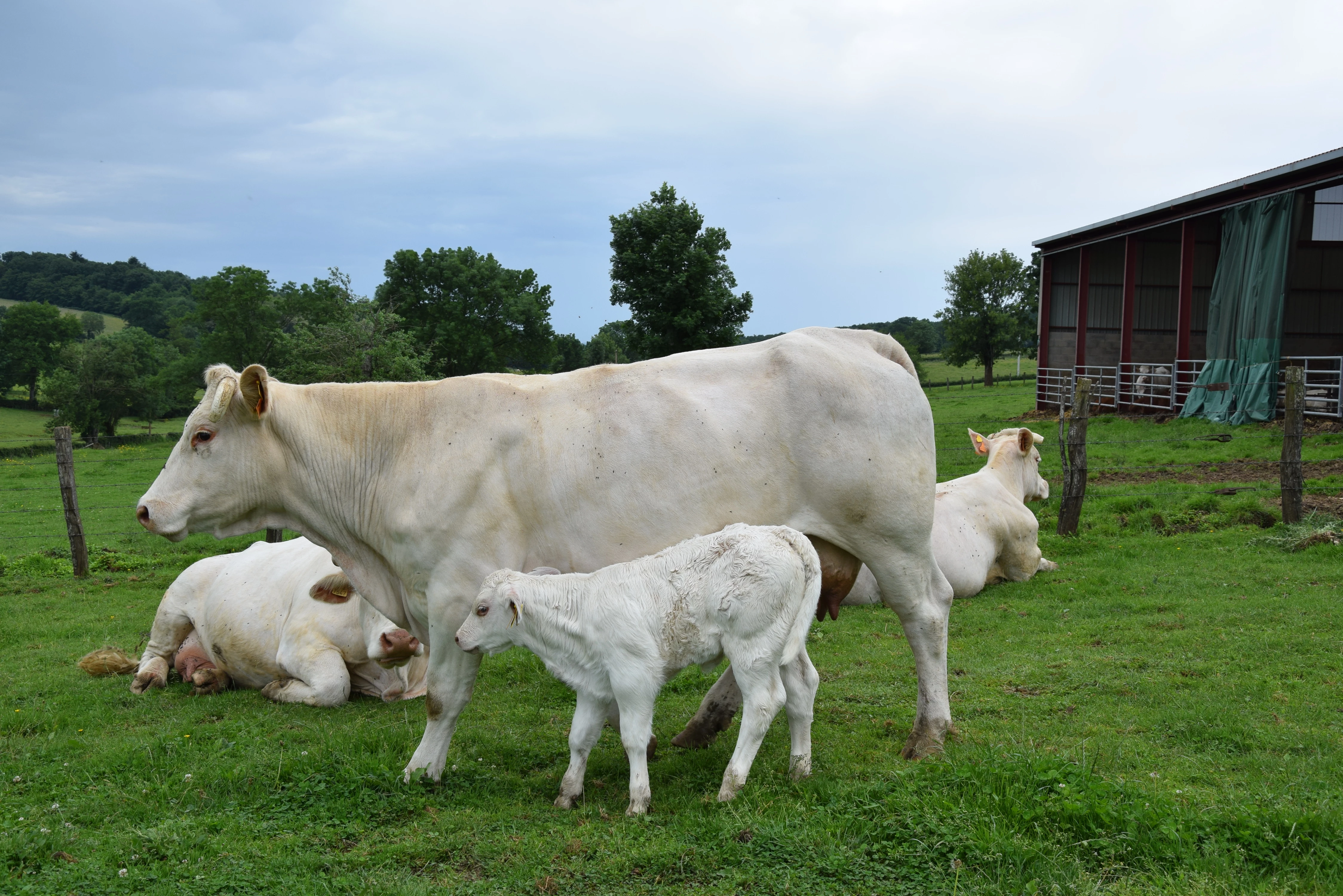 L'Intérêt économique d'un "vêlage tranquille" démontré par le Herd-Book Charolais