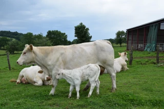 L'Intérêt économique d'un "vêlage tranquille" démontré par le Herd-Book Charolais