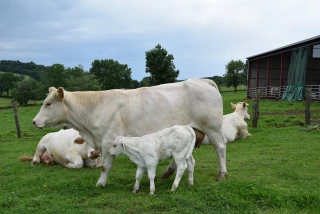 L'Intérêt économique d'un "vêlage tranquille" démontré par le Herd-Book Charolais