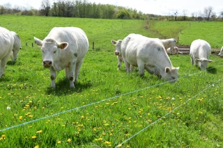 Prairies naturelles : la pousse de l’herbe n’aura plus de secret !
