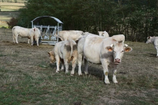 BVD : un virus à maîtriser pour ne pas perdre d’immunité !