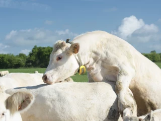 La réussite de la reproduction se joue avant le vêlage