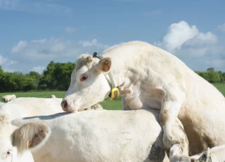 La réussite de la reproduction se joue avant le vêlage