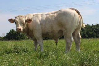 La procréation des taureaux de la vente 2020 de Jalogny se prépare dès maintenant ! 