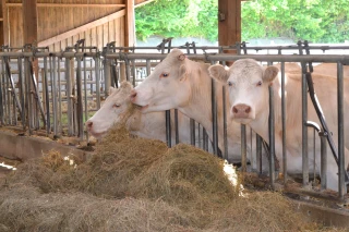 Charges d’alimentation des bovins : la fauche précoce est une clé de l’autonomie 