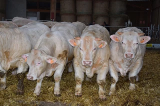 La prochaine vente des veaux de la station de Jalogny promet d’être animée !