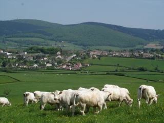 Bovins viande et société : l’élevage herbager n’a pas dit son dernier mot !