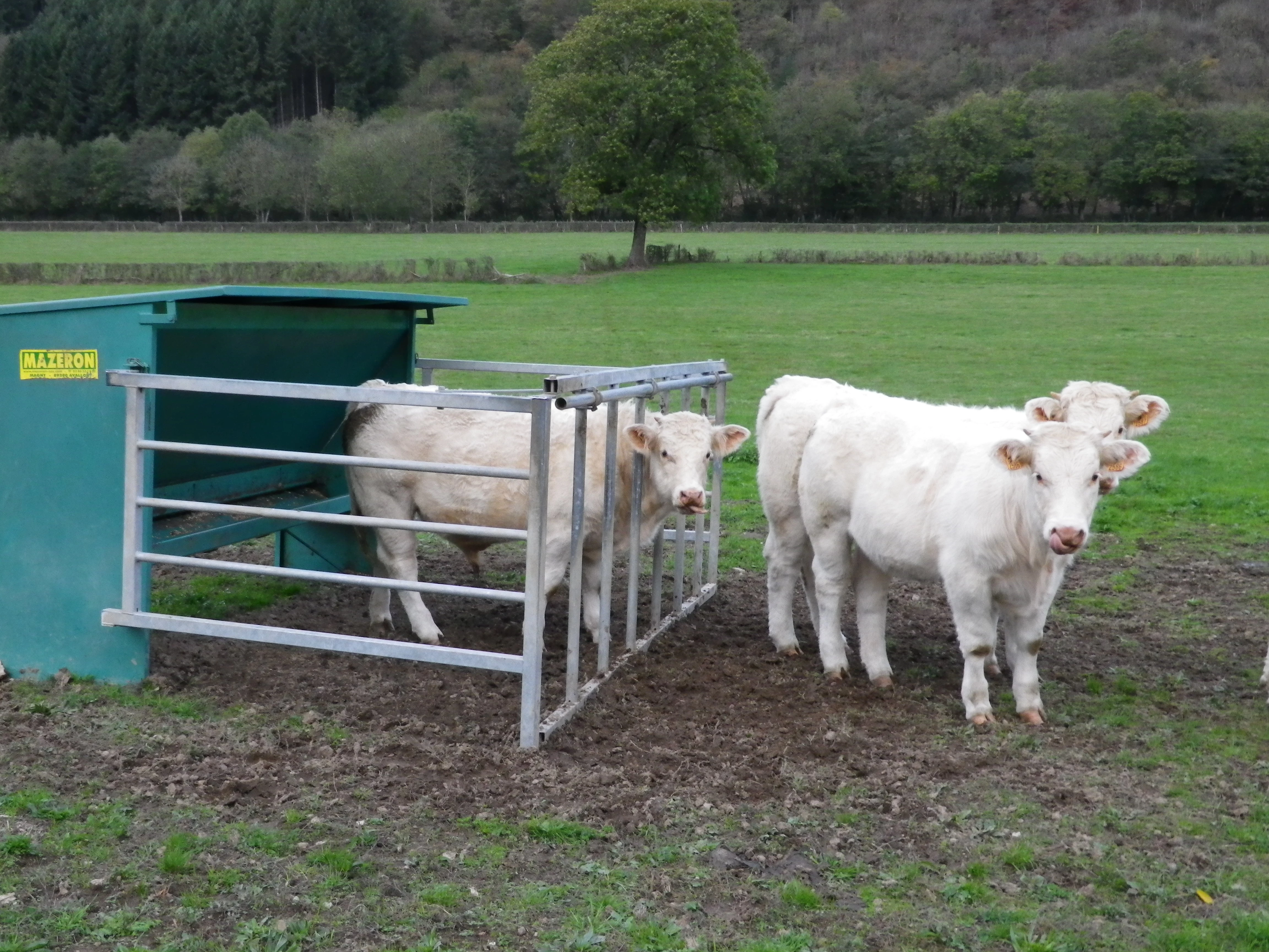 Suite à la découverte d'un cas de FCO sérotype 4 en Haute-Savoie, la Saône-et-Loire est placée en Zone de surveillance