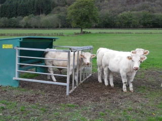 Suite à la découverte d'un cas de FCO sérotype 4 en Haute-Savoie, la Saône-et-Loire est placée en Zone de surveillance