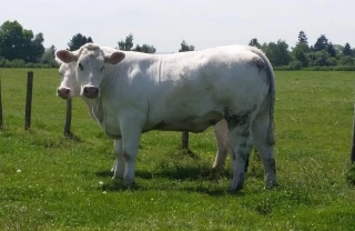 Des diagnostics de gestation précoces pour anticiper le tri des femelles improductives